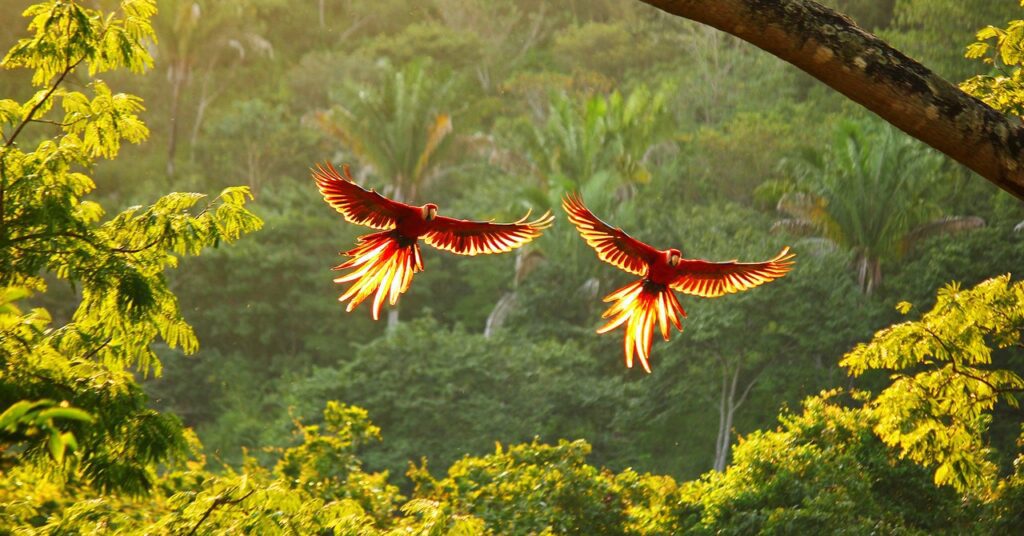 Costa Rica's Harmony: Preserving Forest Soundscapes