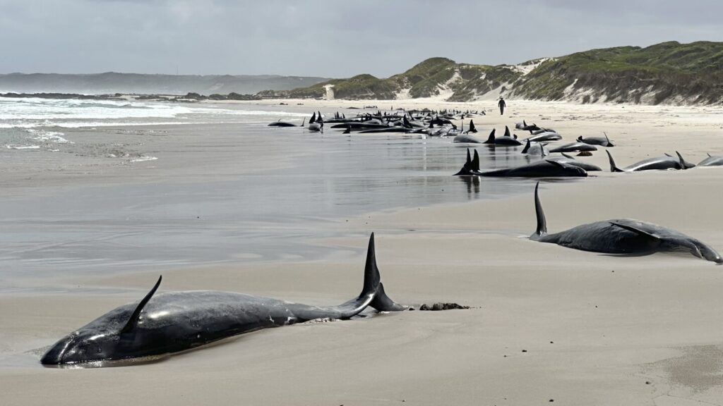 Despair Grows For 157 Stranded Killer Whales On Australian Shores
