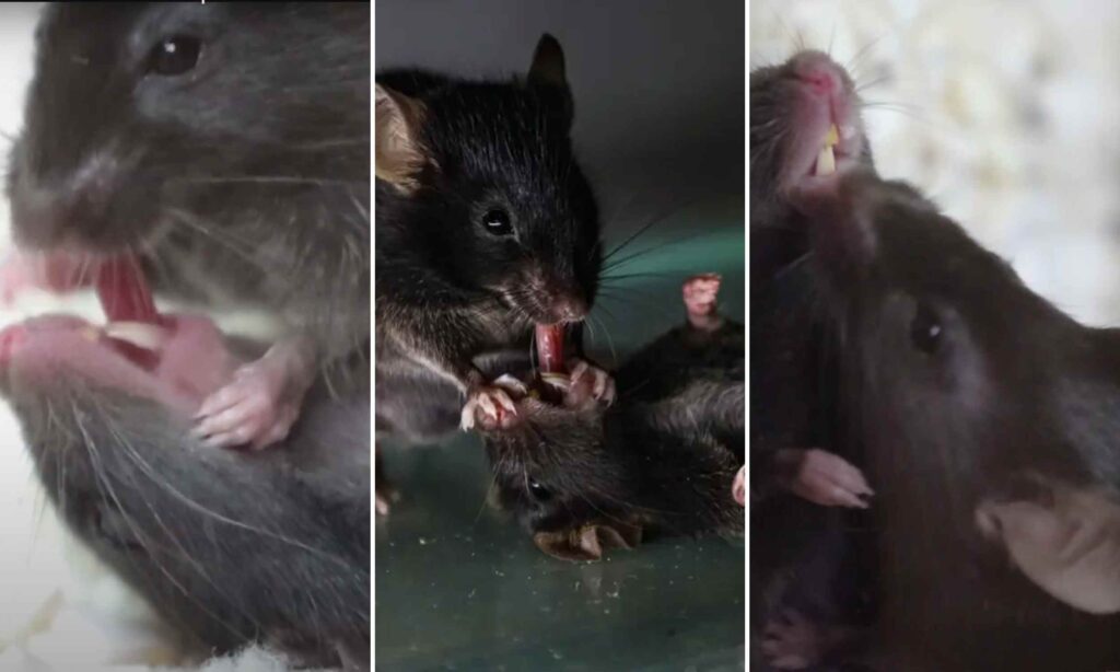 Mouse Comes To The Rescue: First Aid For Unconscious Friends