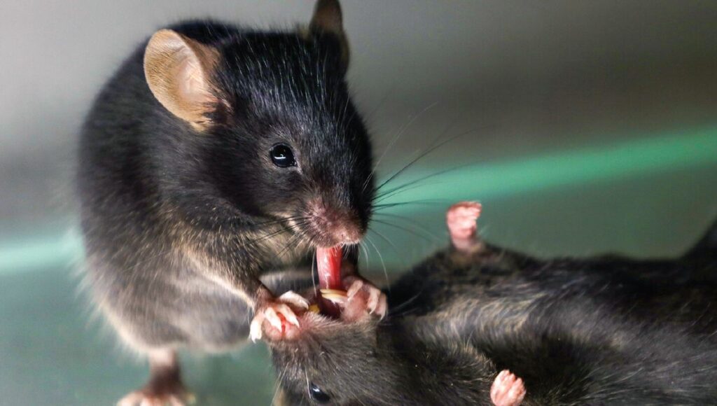 Mouse Heroes: A Tale Of Rescuing A Friend