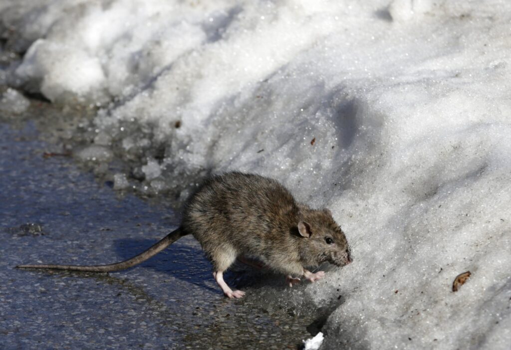 Urban Rat Populations Surge Amid Rising Temperatures