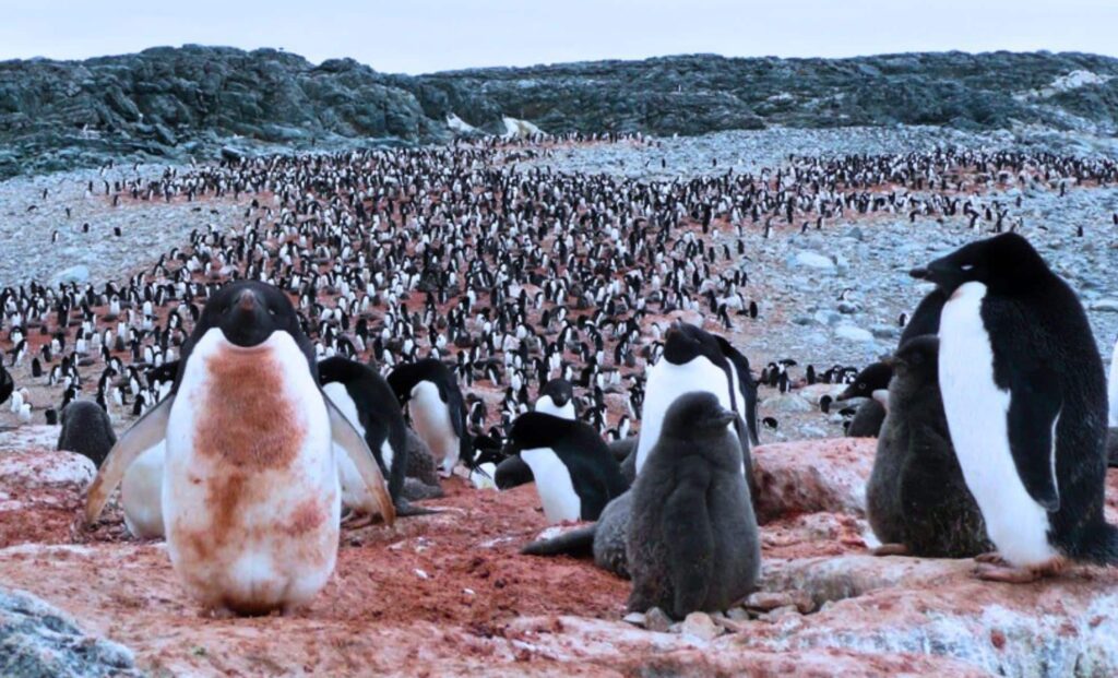 Ancient Climate Secrets Unveiled In Penguins' Historic Waste