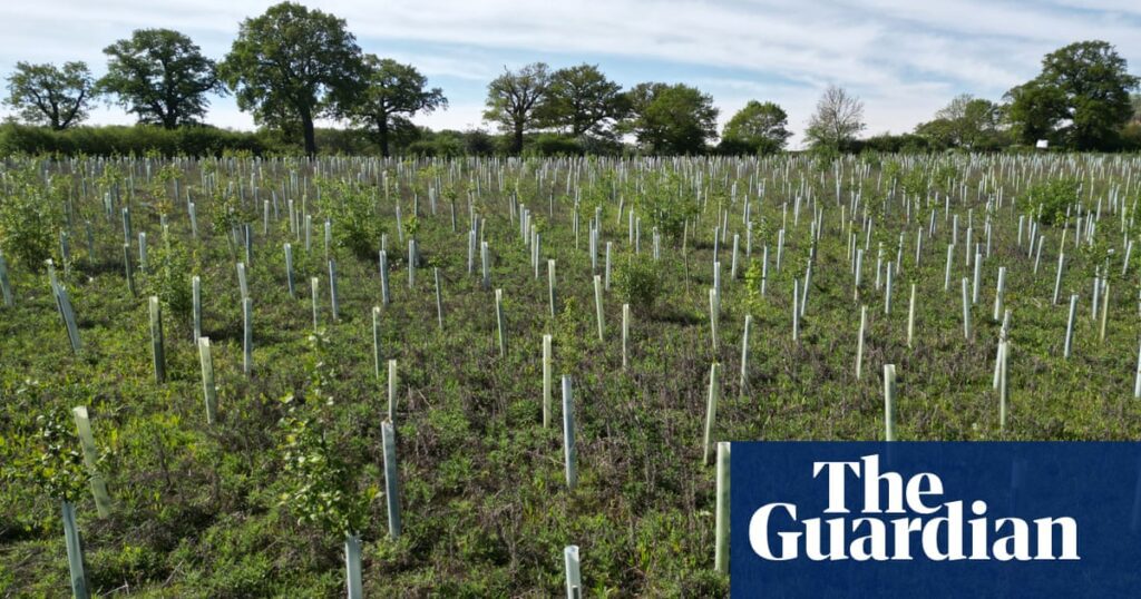 Diverse Tree Planting: A Strategic Approach To Climate Resilience