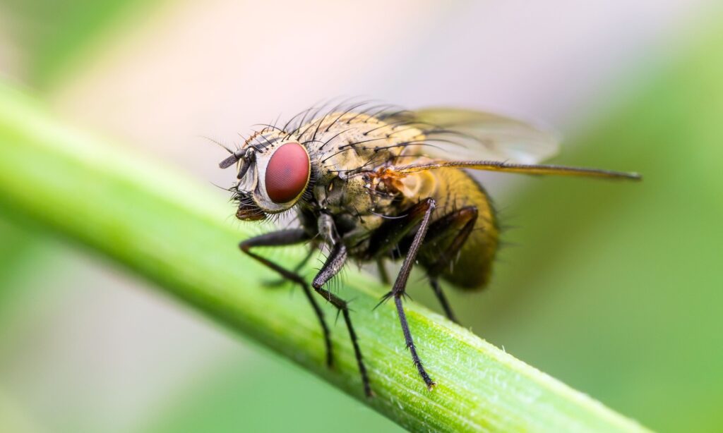Global Insect Populations In Rapid Decline
