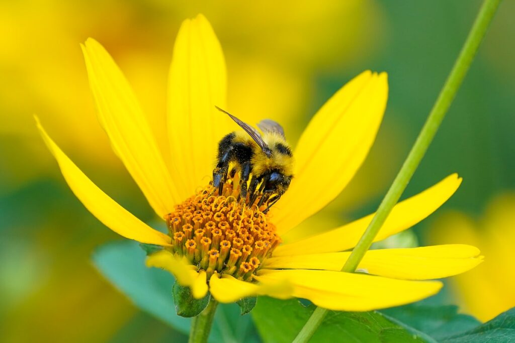 One In Five North American Pollinators Faces Extinction Threat