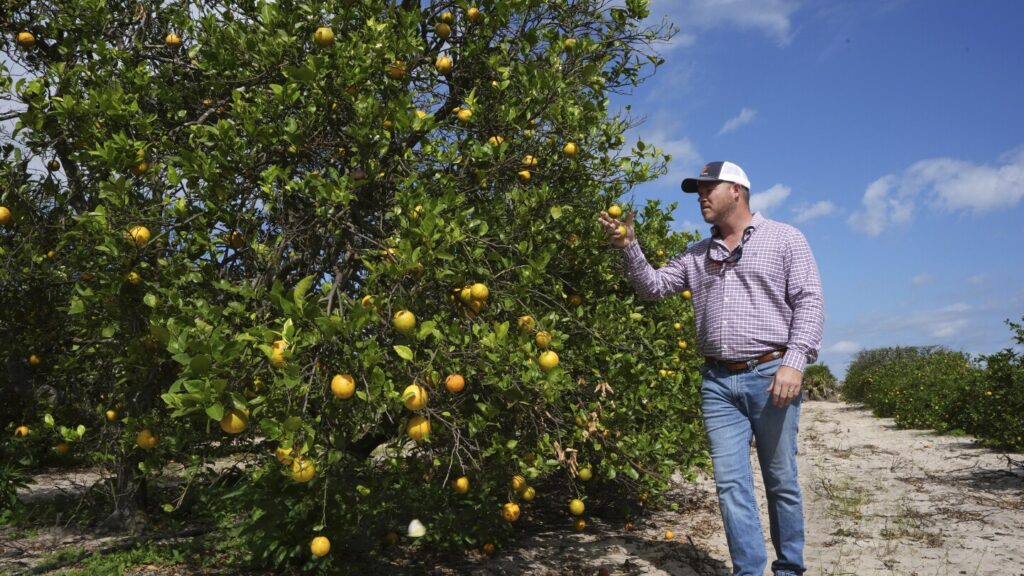 Struggling Florida Citrus Growers Face Challenges As They Await Bug Free