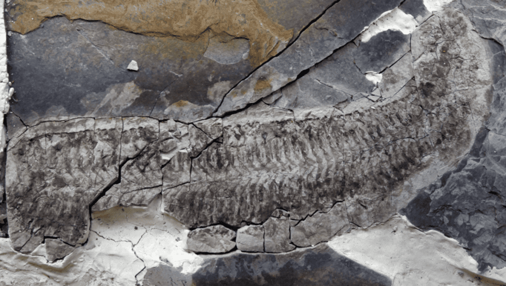 Discover Sue: The Enigmatic Fossil From 444 Million Years Ago