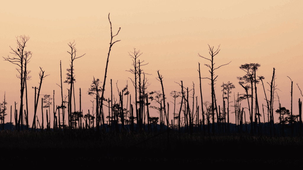 Haunted Forests Thrive As Sea Levels Rise