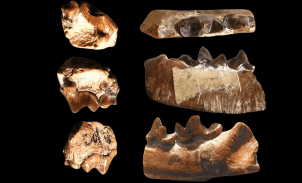 Unveiling Ancient Carnivores: New Fossil Finds In The Himalayas