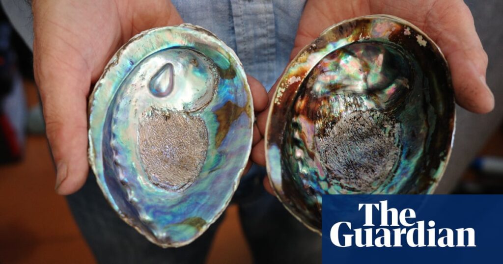 Blue Pearls At Risk: New Zealand's Opal Under Threat From