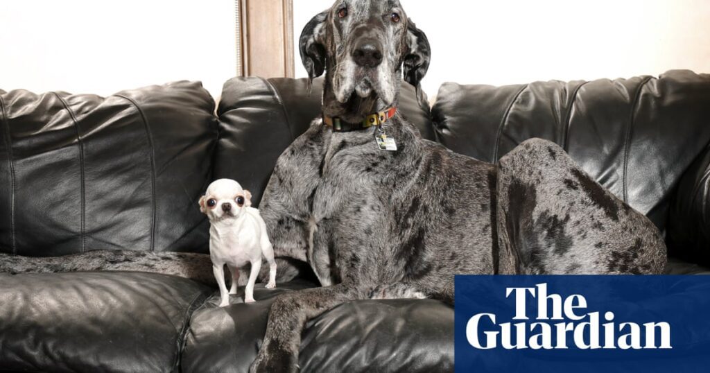 Discover The World’s Tallest And Smallest Dogs In Idaho