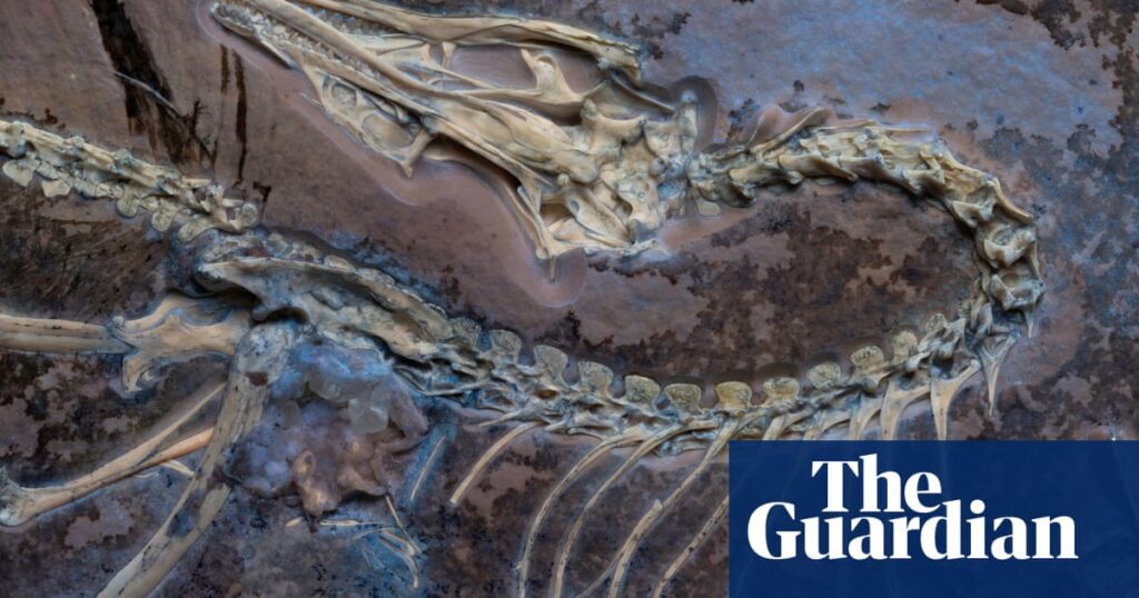 Feather Fossils Reveal Secrets Of Early Bird Flight