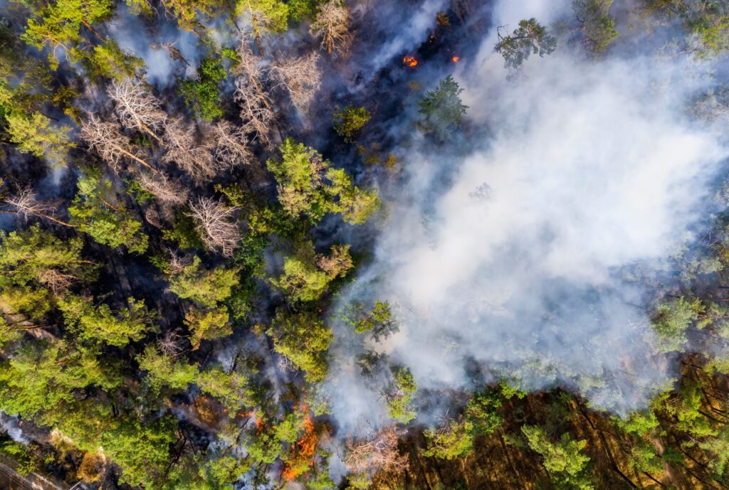 Forests: A Surprising Shift From Carbon Sinks To Carbon Sources