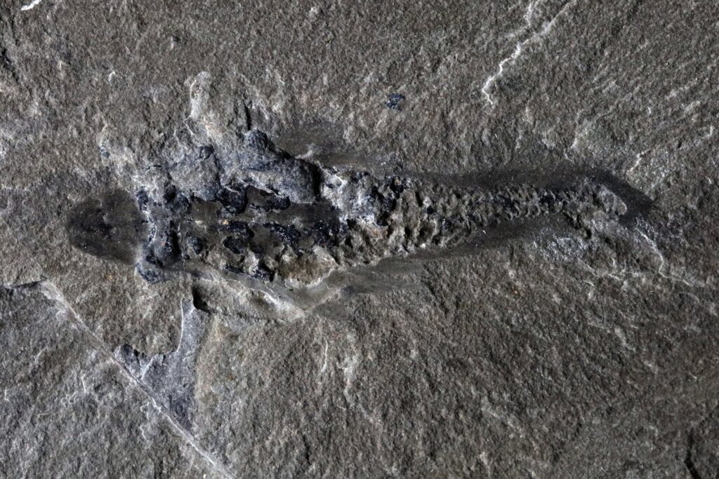Mothra Fossils From 506 Million Years Ago Reveal The Wonders
