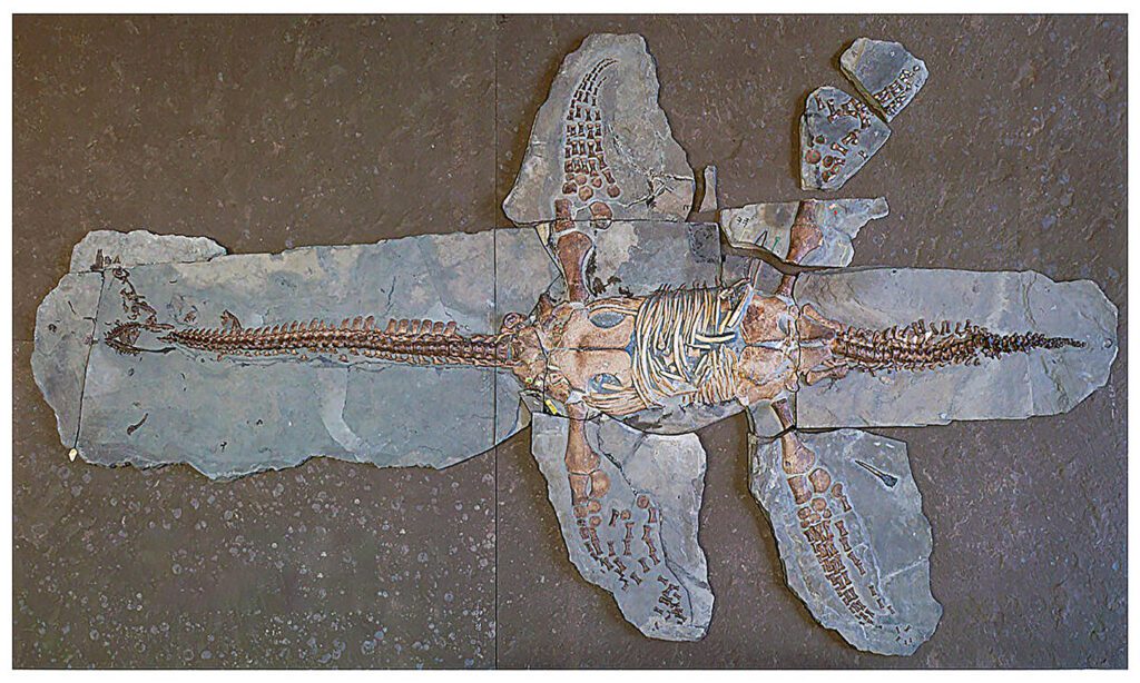 Remarkable Discovery: 183 Million Year Old Pleciosaurus Skin Fossils Unveiled
