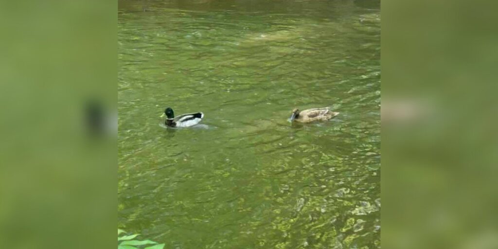A Surprising Encounter: One Duck In Danger Amidst Peaceful Waters