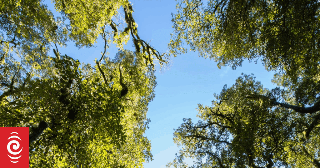 Discovery Of A Hidden Carbon Sink In South Island