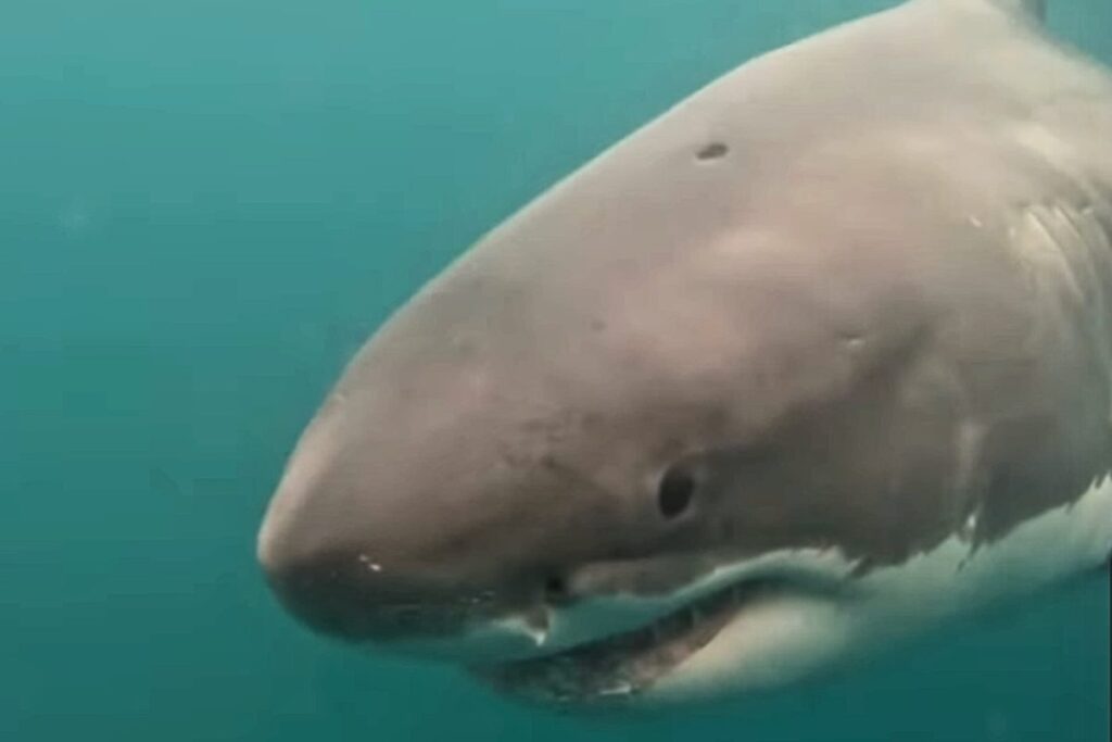 Mystery Of The 16 Foot White Shark With A Perfect Circular