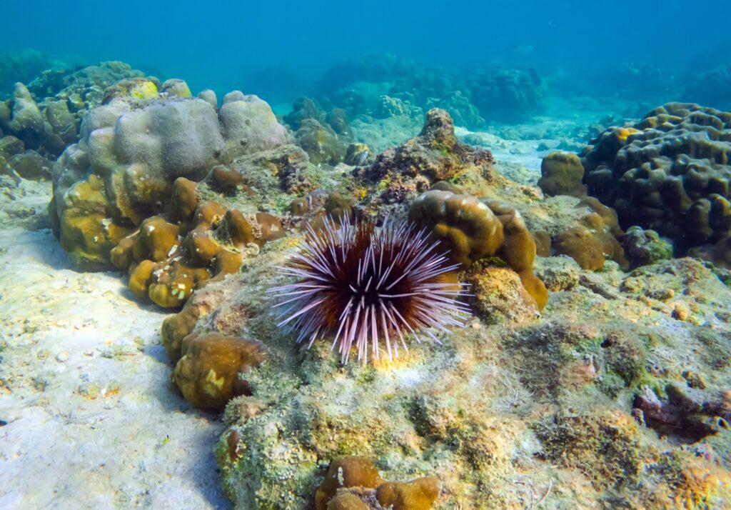 Rising Sea Urchin Numbers Threaten Coral Reef Survival