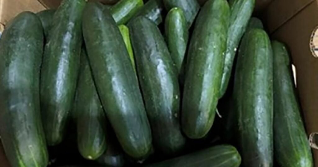 Salmonella Outbreak Linked To Cucumbers Affects 18 States And Sickens