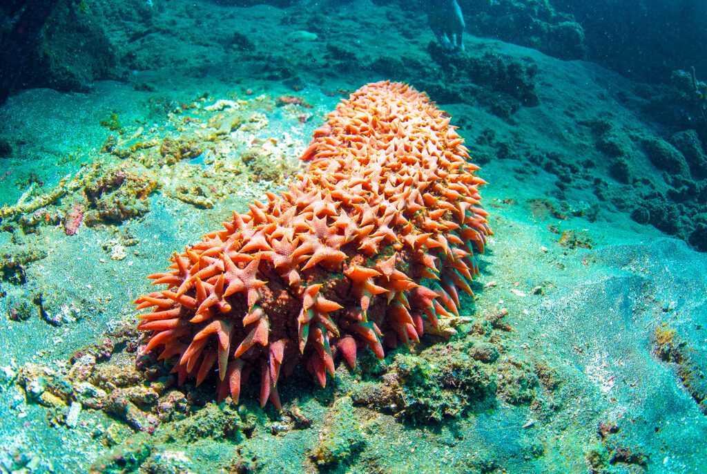 Sea Cucumbers: A Natural Ally Against Cancer Spread