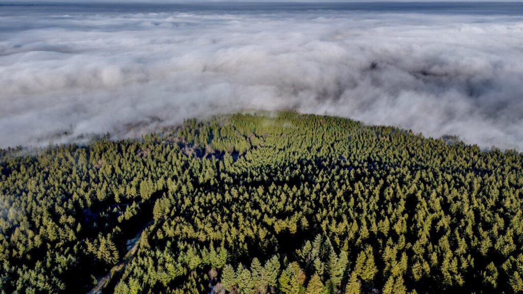 Understanding The Limits Of Tree Planting In Combating Fossil Fuel