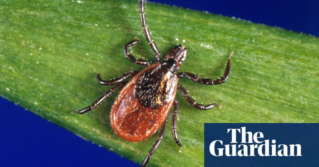 Record Breaking Tick Boom In The Northeast Amid Climate Crisis