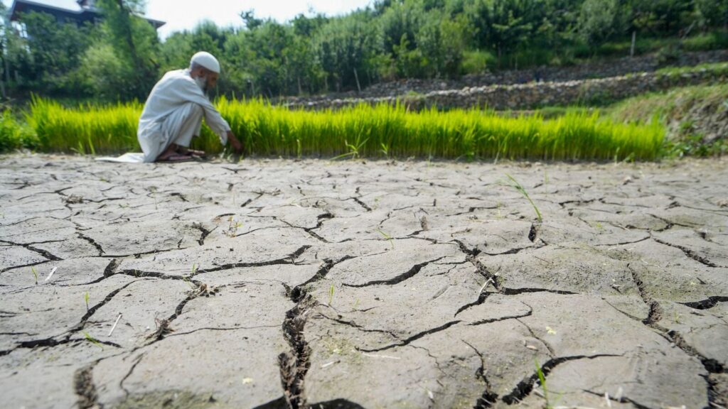 Rice Flourishes In The Warm Embrace Of Kashmir