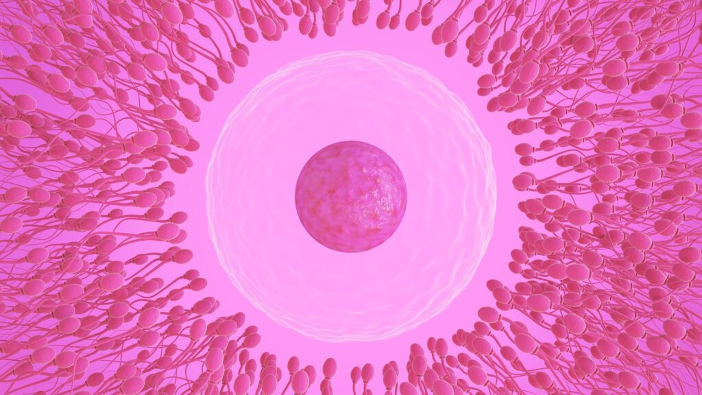 The Truth Behind Egg Selection: Unpacking The Enduring Sperm Myth