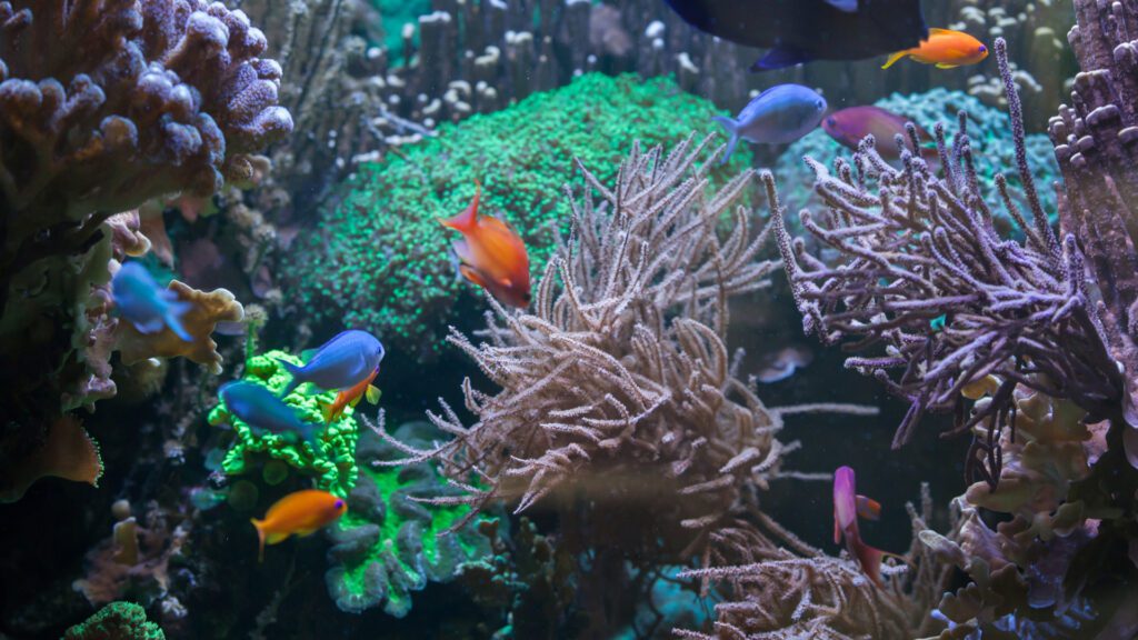 Uncovering Unique Marine Allies: A Blueprint Beyond Coral Reefs
