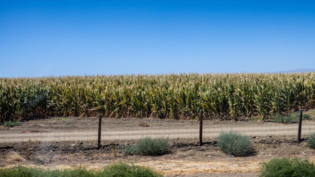 Understanding Corn Sweat And Its Role In Intensifying Heat Waves