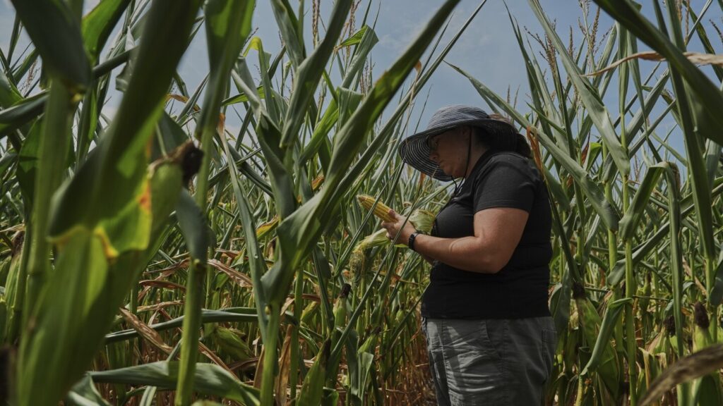 Climate Change Intensifies Challenges For Farmers