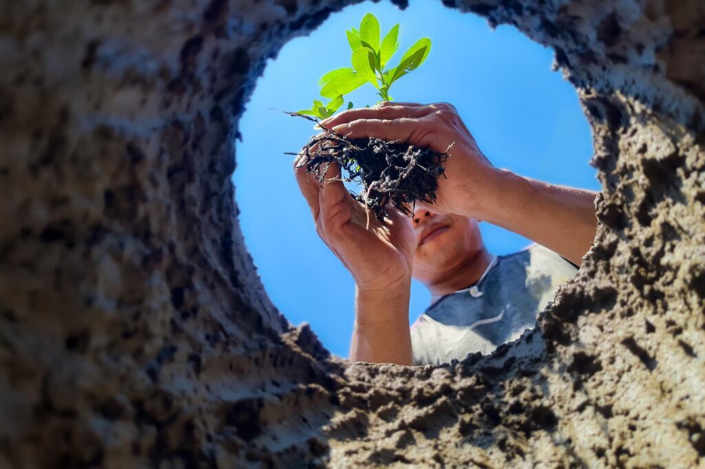 Cool The Planet By Planting A Tree Today
