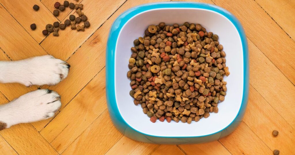 Dog Diets And Their Impact On Climate Change