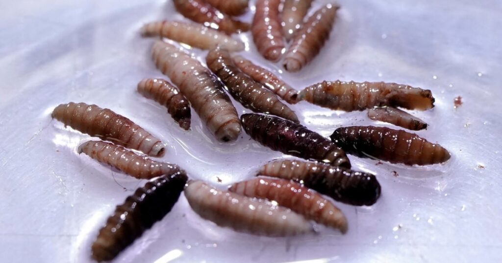 First Human Case Of Screwworm Infestation Reported In The Us