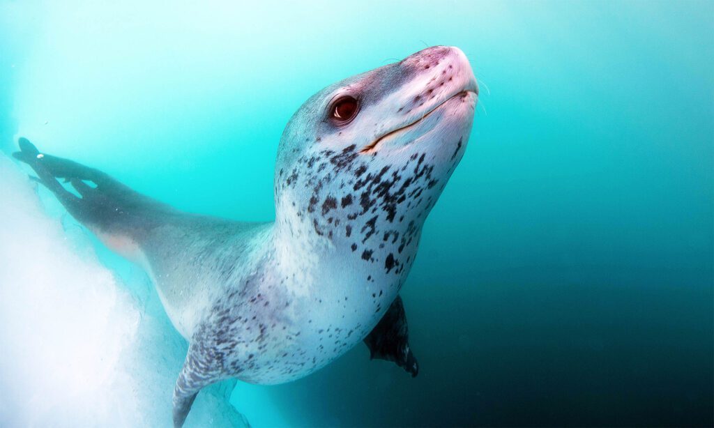 Leopard Seals Harmonize With Melodic Puppy Sounds