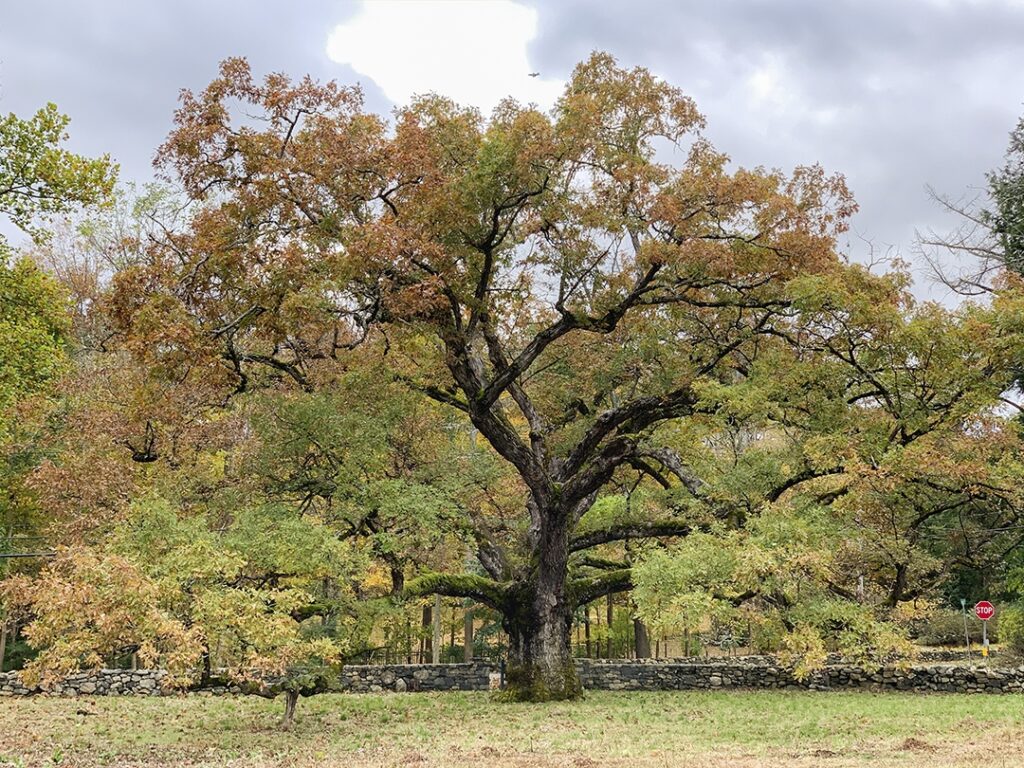 Nature's Resilience: A Message From Climate Activists