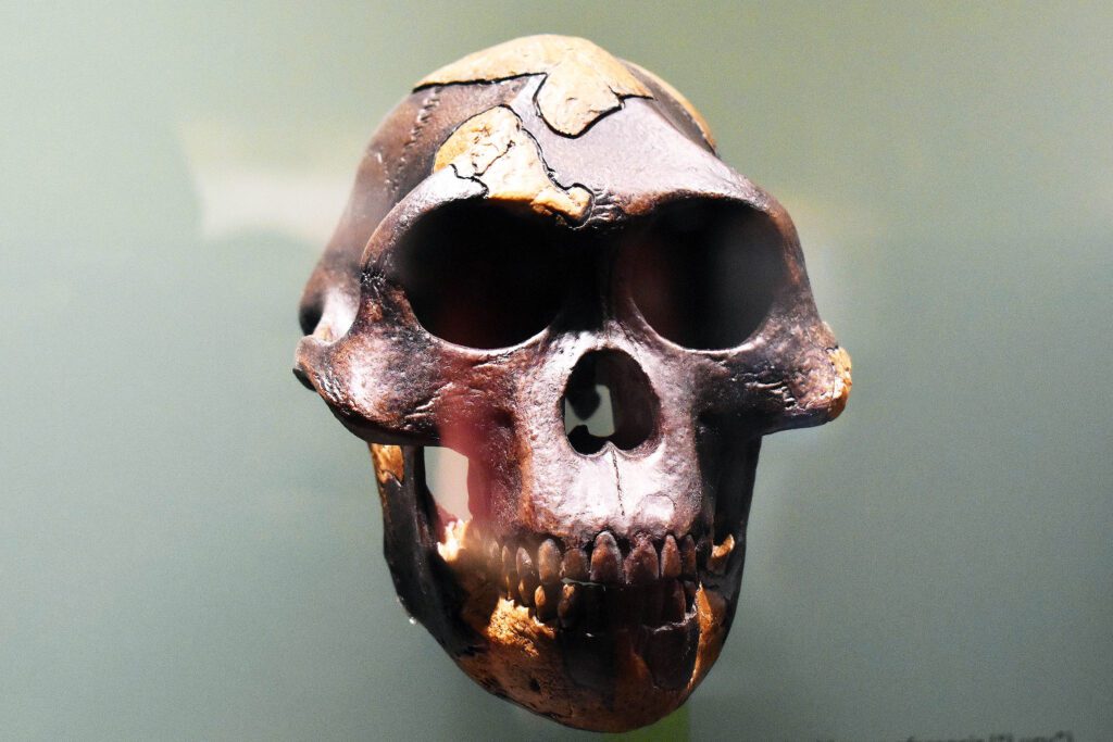 Newly Found Human Ancestor Challenges Evolutionary Insights
