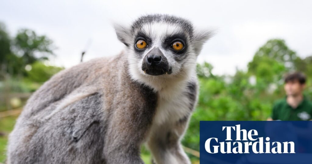 Primates With Longer Thumbs Develop Larger Brains: A Study In