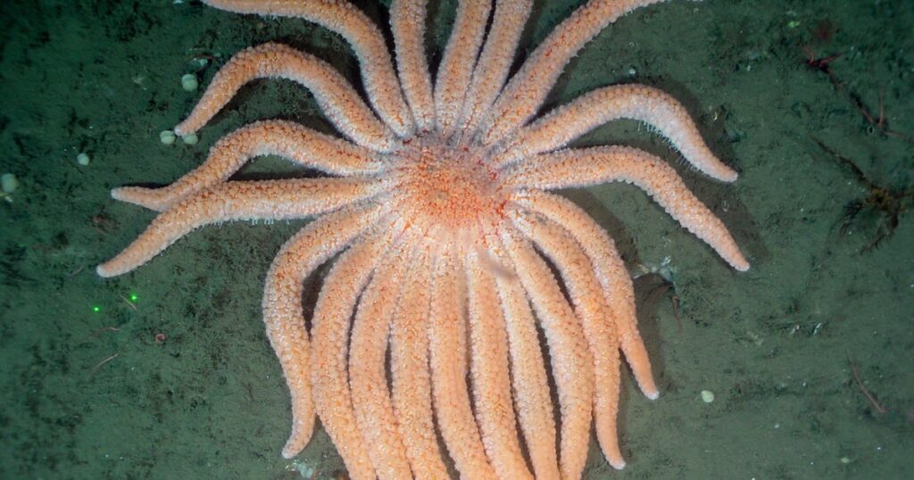 Starfish Population Decline Explained: A Decade Of Crisis Uncovered