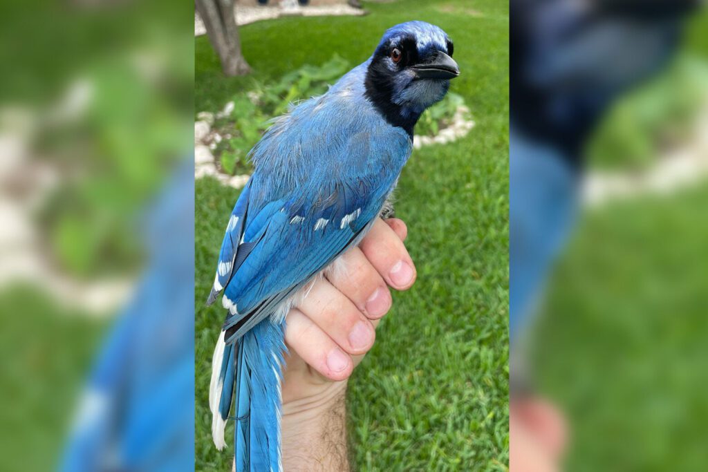 Blue And Green Jays Unite: A Marvel Of Nature's Hybrid