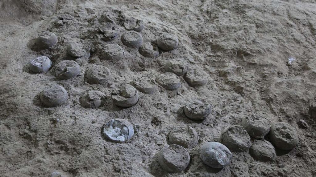 Chinese Dinosaur Eggs Thought To Be 86 Million Years Old,