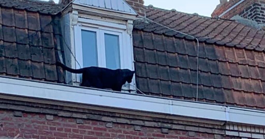 Couple Caught Keeping A Swinging Panther On Their Rooftop Describes