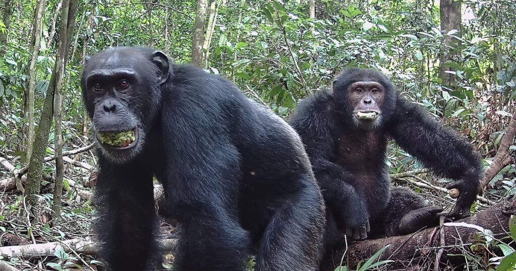 Wild Chimpanzees Enjoy Daily Dose Of Boozy Fruits