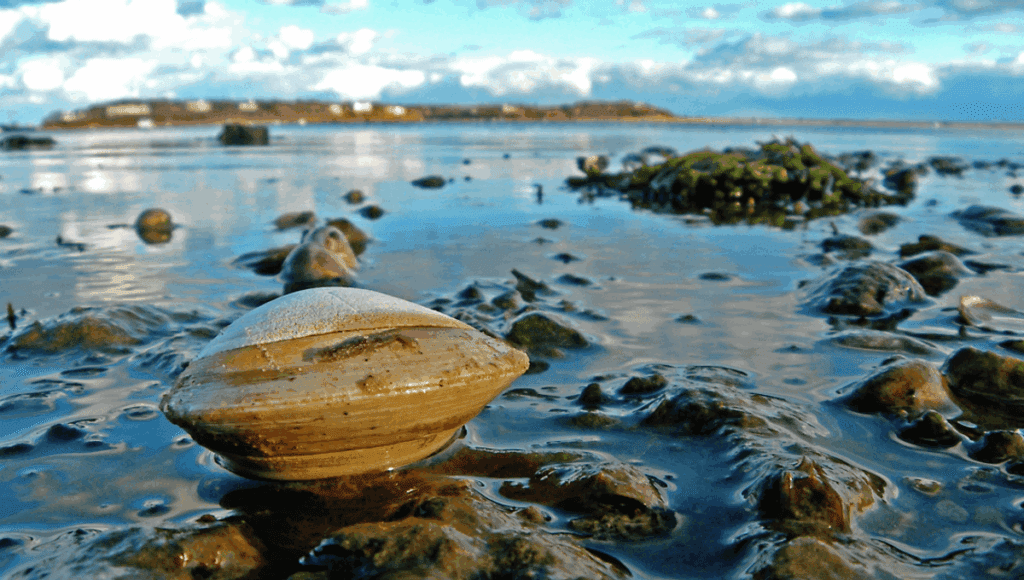 Ancient Clam Signals Changing Atlantic Currents