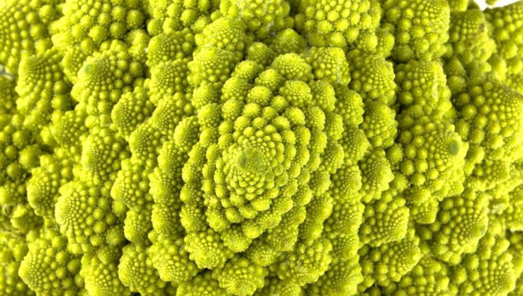 Ancient Plant Fossils Challenge Fibonacci Patterns