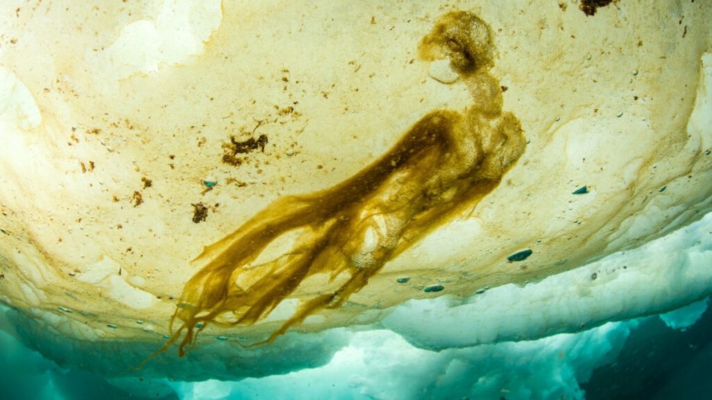 Arctic Ice Unveils Life That Could Transform Climate Models Arctic Ice Unveils Life That Could Transform Climate Models