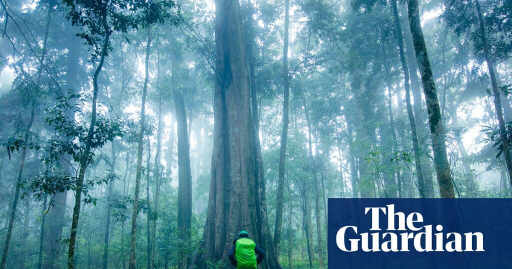 Australian Rainforest Trees Shift From Carbon Sink To Emission Source