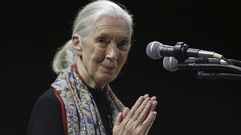Celebrating Jane Goodall: A Legacy Of Compassion And Conservation