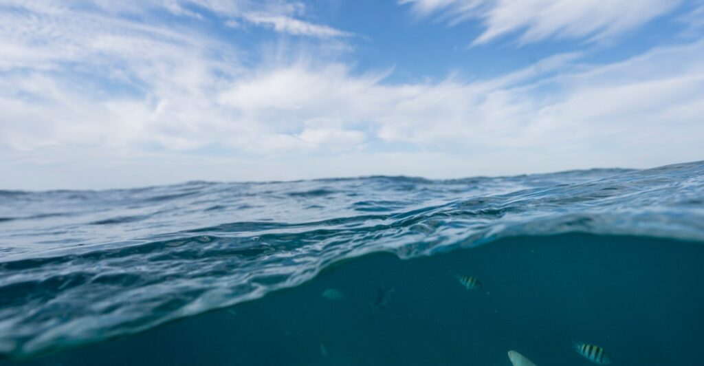 Florida Coral Reefs Suffer Loss Of Key Species Essential For